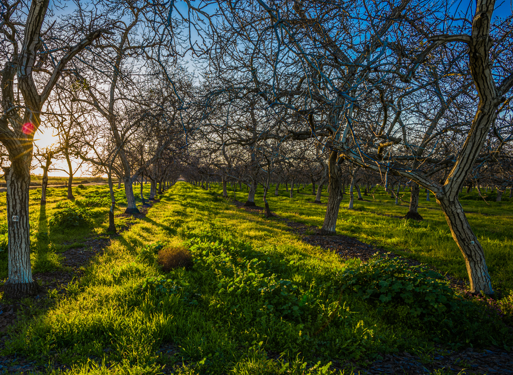 linen services tulare